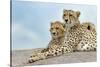 Female cheetah with five large cubs on kopje, Serengeti National Park, Tanzania, Africa-Adam Jones-Stretched Canvas