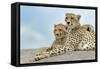 Female cheetah with five large cubs on kopje, Serengeti National Park, Tanzania, Africa-Adam Jones-Framed Stretched Canvas