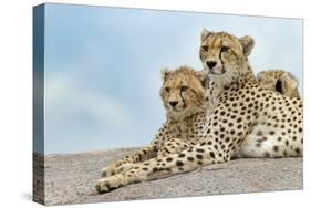 Female cheetah with five large cubs on kopje, Serengeti National Park, Tanzania, Africa-Adam Jones-Stretched Canvas