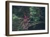 Female Child Outdoors-Clive Nolan-Framed Photographic Print