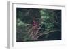 Female Child Outdoors-Clive Nolan-Framed Photographic Print