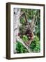 Female Chimpanzee climbing in trees carrying infant, Africa-Eric Baccega-Framed Photographic Print