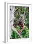 Female Chimpanzee climbing in trees carrying infant, Africa-Eric Baccega-Framed Photographic Print