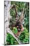 Female Chimpanzee climbing in trees carrying infant, Africa-Eric Baccega-Mounted Photographic Print