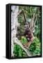 Female Chimpanzee climbing in trees carrying infant, Africa-Eric Baccega-Framed Stretched Canvas