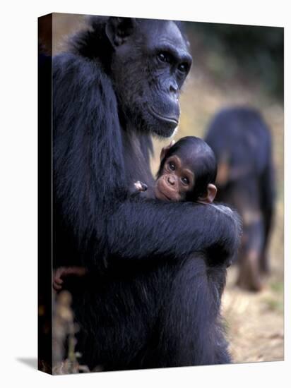 Female Chimpanzee Cradles Newborn Chimp, Gombe National Park, Tanzania-Kristin Mosher-Stretched Canvas