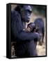 Female Chimpanzee Cradles Newborn Chimp, Gombe National Park, Tanzania-Kristin Mosher-Framed Stretched Canvas