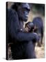 Female Chimpanzee Cradles Newborn Chimp, Gombe National Park, Tanzania-Kristin Mosher-Stretched Canvas