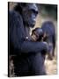 Female Chimpanzee Cradles Newborn Chimp, Gombe National Park, Tanzania-Kristin Mosher-Stretched Canvas