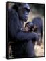 Female Chimpanzee Cradles Newborn Chimp, Gombe National Park, Tanzania-Kristin Mosher-Framed Stretched Canvas