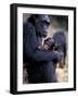 Female Chimpanzee Cradles Newborn Chimp, Gombe National Park, Tanzania-Kristin Mosher-Framed Photographic Print