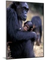 Female Chimpanzee Cradles Newborn Chimp, Gombe National Park, Tanzania-Kristin Mosher-Mounted Photographic Print