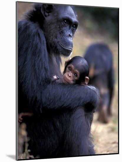 Female Chimpanzee Cradles Newborn Chimp, Gombe National Park, Tanzania-Kristin Mosher-Mounted Photographic Print