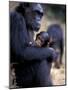 Female Chimpanzee Cradles Newborn Chimp, Gombe National Park, Tanzania-Kristin Mosher-Mounted Photographic Print