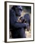 Female Chimpanzee Cradles Newborn Chimp, Gombe National Park, Tanzania-Kristin Mosher-Framed Photographic Print