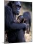 Female Chimpanzee Cradles Newborn Chimp, Gombe National Park, Tanzania-Kristin Mosher-Mounted Photographic Print