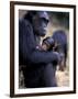 Female Chimpanzee Cradles Newborn Chimp, Gombe National Park, Tanzania-Kristin Mosher-Framed Photographic Print