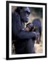 Female Chimpanzee Cradles Newborn Chimp, Gombe National Park, Tanzania-Kristin Mosher-Framed Photographic Print