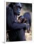 Female Chimpanzee Cradles Newborn Chimp, Gombe National Park, Tanzania-Kristin Mosher-Framed Photographic Print