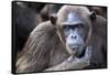 Female chimpanzee portrait, Republic of Congo-Eric Baccega-Framed Stretched Canvas