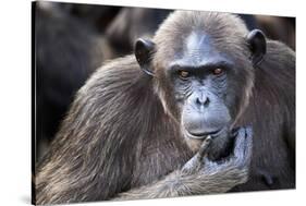 Female chimpanzee portrait, Republic of Congo-Eric Baccega-Stretched Canvas