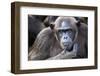 Female chimpanzee portrait, Republic of Congo-Eric Baccega-Framed Premium Photographic Print