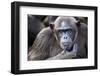 Female chimpanzee portrait, Republic of Congo-Eric Baccega-Framed Premium Photographic Print