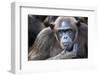 Female chimpanzee portrait, Republic of Congo-Eric Baccega-Framed Premium Photographic Print