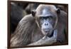 Female chimpanzee portrait, Republic of Congo-Eric Baccega-Framed Photographic Print