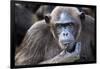 Female chimpanzee portrait, Republic of Congo-Eric Baccega-Framed Photographic Print