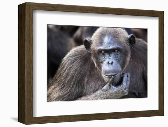 Female chimpanzee portrait, Republic of Congo-Eric Baccega-Framed Photographic Print