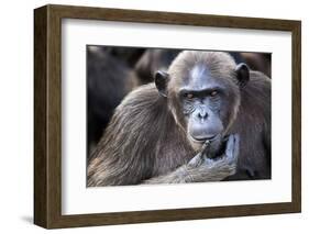 Female chimpanzee portrait, Republic of Congo-Eric Baccega-Framed Photographic Print