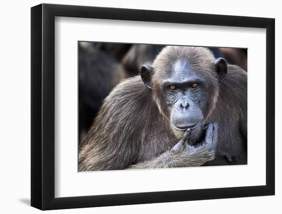 Female chimpanzee portrait, Republic of Congo-Eric Baccega-Framed Photographic Print