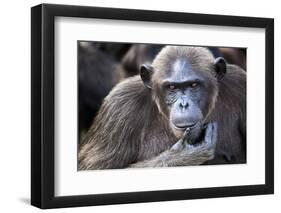 Female chimpanzee portrait, Republic of Congo-Eric Baccega-Framed Photographic Print