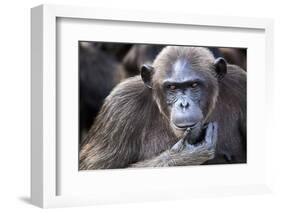 Female chimpanzee portrait, Republic of Congo-Eric Baccega-Framed Photographic Print