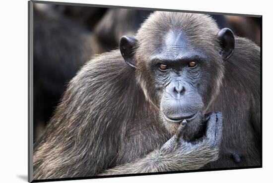 Female chimpanzee portrait, Republic of Congo-Eric Baccega-Mounted Photographic Print