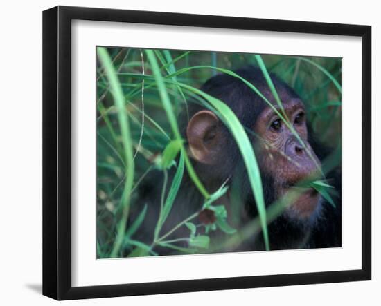 Female Chimpanzee Rolls the Leaves of a Plant, Gombe National Park, Tanzania-Kristin Mosher-Framed Premium Photographic Print