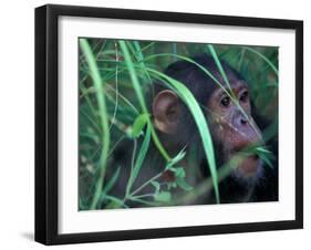 Female Chimpanzee Rolls the Leaves of a Plant, Gombe National Park, Tanzania-Kristin Mosher-Framed Premium Photographic Print