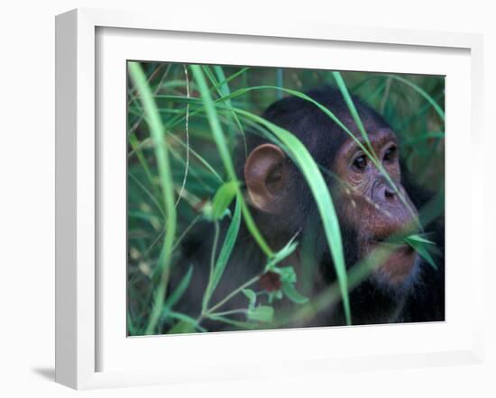 Female Chimpanzee Rolls the Leaves of a Plant, Gombe National Park, Tanzania-Kristin Mosher-Framed Premium Photographic Print