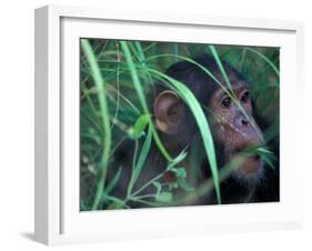 Female Chimpanzee Rolls the Leaves of a Plant, Gombe National Park, Tanzania-Kristin Mosher-Framed Premium Photographic Print