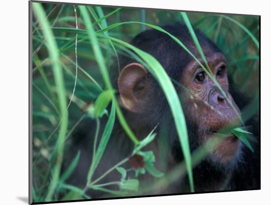 Female Chimpanzee Rolls the Leaves of a Plant, Gombe National Park, Tanzania-Kristin Mosher-Mounted Premium Photographic Print