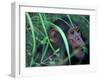 Female Chimpanzee Rolls the Leaves of a Plant, Gombe National Park, Tanzania-Kristin Mosher-Framed Photographic Print