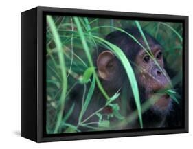 Female Chimpanzee Rolls the Leaves of a Plant, Gombe National Park, Tanzania-Kristin Mosher-Framed Stretched Canvas