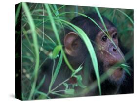 Female Chimpanzee Rolls the Leaves of a Plant, Gombe National Park, Tanzania-Kristin Mosher-Stretched Canvas