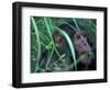 Female Chimpanzee Rolls the Leaves of a Plant, Gombe National Park, Tanzania-Kristin Mosher-Framed Photographic Print