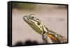 Female Common Agama Head (Agama Agama)-Reinhard Dirscherl-Framed Stretched Canvas