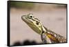 Female Common Agama Head (Agama Agama)-Reinhard Dirscherl-Framed Stretched Canvas