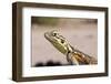 Female Common Agama Head (Agama Agama)-Reinhard Dirscherl-Framed Photographic Print