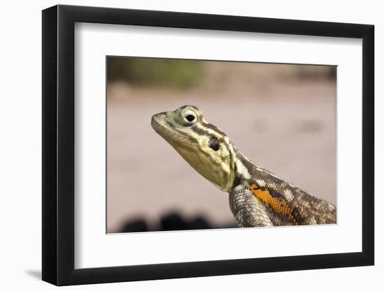 Female Common Agama Head (Agama Agama)-Reinhard Dirscherl-Framed Photographic Print