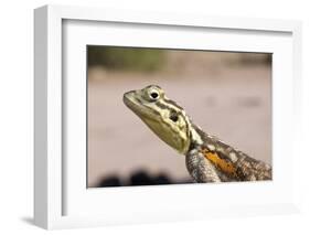 Female Common Agama Head (Agama Agama)-Reinhard Dirscherl-Framed Photographic Print